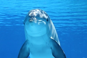 Odnos delfina prema čoveku.